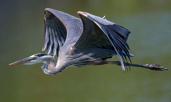 Great Blue Heron