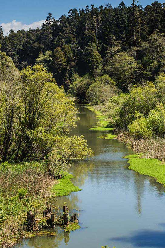Pudding Creek Estuary