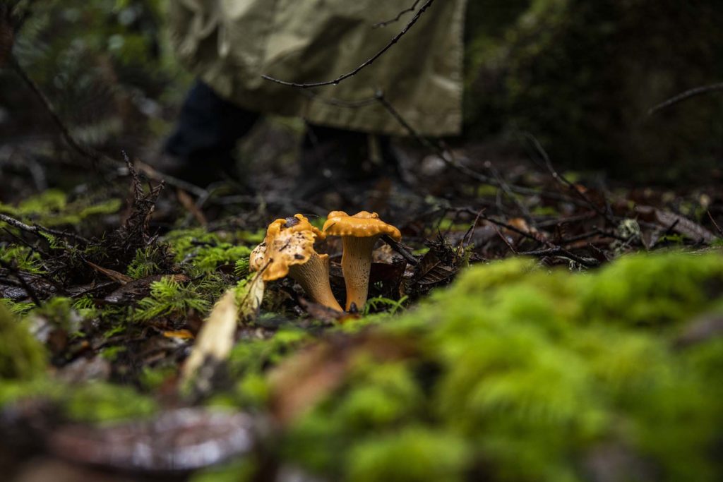 Chanterelles Growing in Moss