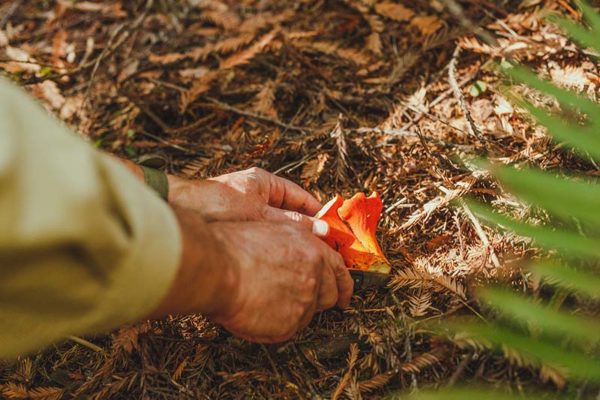 Pudding Creek Railbikes - World-Famous Skunk Train
