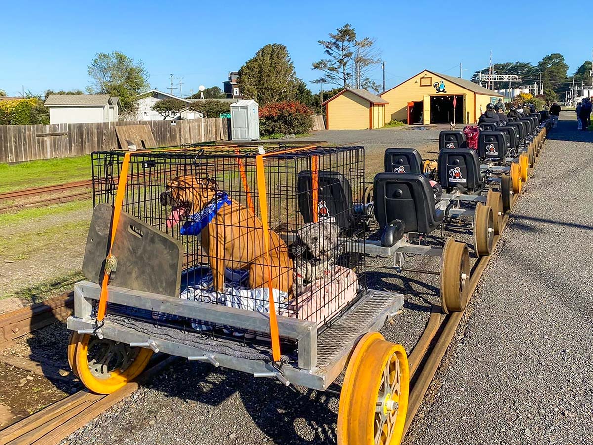 Dog in Dog Trailer on the Back of Railbike