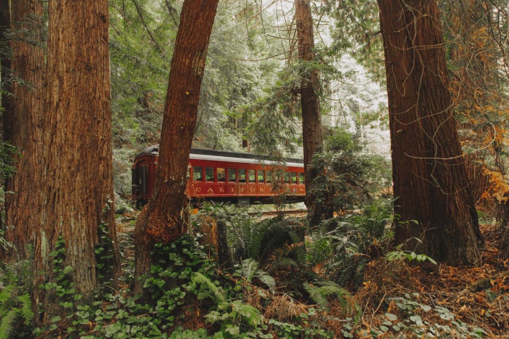 Red Skunk Train Car in the Redwoods
