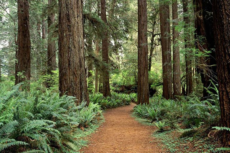 Home - World-Famous Skunk Train