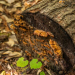 Skunk_RailbikesNoyo-57 (2) (1)